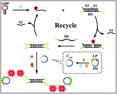 Graphical abstract: The synchronization of multiple signal amplifications for label-free and sensitive aptamer-based sensing of a protein biomarker