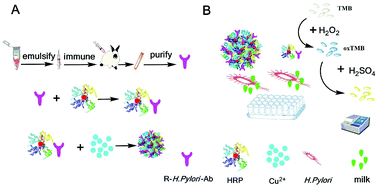 Graphical abstract: The preparation of bifunctional hybrid nano-flowers and their application in the enzyme-linked immunosorbent assay for Helicobacter pylori detection