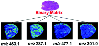 Graphical abstract: A novel binary matrix consisting of graphene oxide and caffeic acid for the analysis of scutellarin and its metabolites in mouse kidney by MALDI imaging