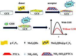 Graphical abstract: A novel electrochemiluminescence sensor based on resonance energy transfer from MoS2QDs@g-C3N4 to NH2-SiO2@PTCA for glutathione assay