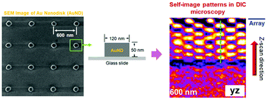Graphical abstract: Characterizing the non-paraxial Talbot effect of two-dimensional periodic arrays of plasmonic gold nanodisks by differential interference contrast microscopy