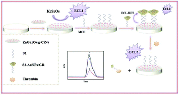 Graphical abstract: Electrogenerated chemiluminescence resonance energy transfer between ZnGa2O4/g-C3N4 and gold nanoparticles/graphene and its application in the detection of thrombin