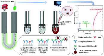 Graphical abstract: Development of a U-bent plastic optical fiber biosensor with plasmonic labels for the detection of chikungunya non-structural protein 3