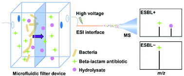 Graphical abstract: Microfluidic filter device coupled mass spectrometry for rapid bacterial antimicrobial resistance analysis