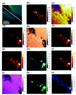 Graphical abstract: Visualizing intra-medulla lipids in human hair using ultra-multiplex CARS, SHG, and THG microscopy