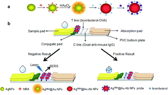 Graphical abstract: Quantitative and ultrasensitive detection of brombuterol by a surface-enhanced Raman scattering (SERS)-based lateral flow immunochromatographic assay (FLIA) using AgMBA@Au–Ab as an immunoprobe