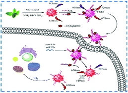 Graphical abstract: A DNA-functionalized biomass nanoprobe for the targeted photodynamic therapy of tumor and ratiometric fluorescence imaging-based visual cancer cell identification/antitumor drug screening