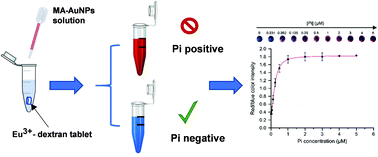 Graphical abstract: Portable, stable, and sensitive assay to detect phosphate in water with gold nanoparticles (AuNPs) and dextran tablet