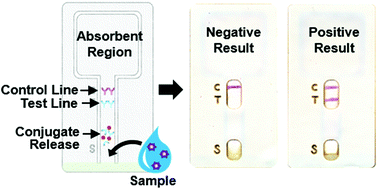 Graphical abstract: Lateral flow immunochromatographic assay on a single piece of paper