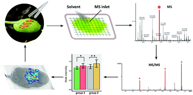 Graphical abstract: In situ characterisation of phytohormones from wounded Arabidopsis leaves using desorption electrospray ionisation mass spectrometry imaging