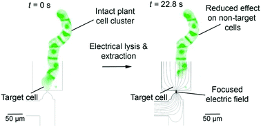 Graphical abstract: Targeted permeabilization of the cell wall and extraction of charged molecules from single cells in intact plant clusters using a focused electric field