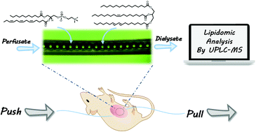 Graphical abstract: Open-flow microperfusion combined with mass spectrometry for in vivo liver lipidomic analysis