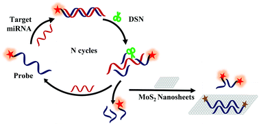 Graphical abstract: In situ detection of plasma exosomal microRNA for lung cancer diagnosis using duplex-specific nuclease and MoS2 nanosheets
