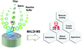 Graphical abstract: Highly sensitive MALDI-MS measurement of active ricin: insight from more potential deoxynucleobase-hybrid oligonucleotide substrates