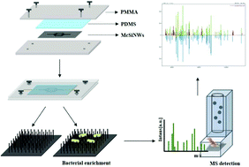 Graphical abstract: Capture and detection of urine bacteria using a microchannel silicon nanowire microfluidic chip coupled with MALDI-TOF MS