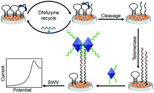 Graphical abstract: A stepwise recognition strategy for the detection of telomerase activity via direct electrochemical analysis of metal–organic frameworks