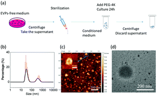 Graphical abstract: Facile PEG-based isolation and classification of cancer extracellular vesicles and particles with label-free surface-enhanced Raman scattering and pattern recognition algorithm