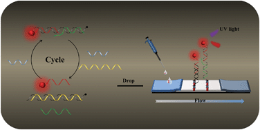 Graphical abstract: Entropy-driven amplification strategy-assisted lateral flow assay biosensor for ultrasensitive and convenient detection of nucleic acids