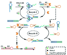 Graphical abstract: Target-induced activation of polymerase activity for recycling signal amplification cascades for sensitive aptamer-based detection of biomarkers