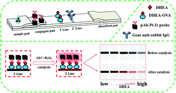 Graphical abstract: A Pt–Ir nanocube amplified lateral flow immunoassay for dehydroepiandrosterone