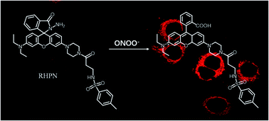 Graphical abstract: A sensitive and selective fluorescent probe for the detection of endogenous peroxynitrite (ONOO−) in living cells