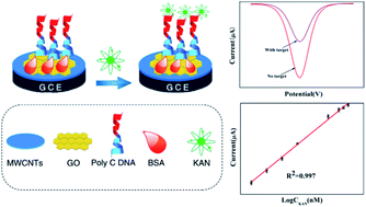 Graphical abstract: A label-free electrochemical DNA biosensor for kanamycin detection based on diblock DNA with poly-cytosine as a high affinity anchor on graphene oxide