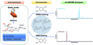 Graphical abstract: LC-MS in combination with DMBA derivatization for sialic acid speciation and distribution analysis in fish tissues