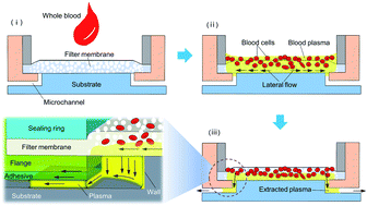 Graphical abstract: A simple and rapid method for blood plasma separation driven by capillary force with an application in protein detection