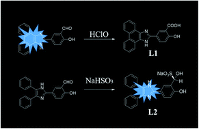 Graphical abstract: The design and synthesis of two imidazole fluorescent probes for the special recognition of HClO/NaHSO3 and their applications