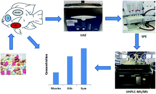 Graphical abstract: Multi-residue determination of micropollutants in Nigerian fish from Lagos lagoon using ultrasound assisted extraction, solid phase extraction and ultra-high-performance liquid chromatography tandem mass spectrometry
