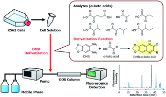Graphical abstract: Analysis of intracellular α-keto acids by HPLC with fluorescence detection