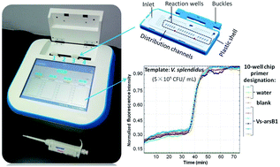 Graphical abstract: A real-time isothermal amplification based portable microfluidic system for simple and reliable detection of Vibrio splendidus