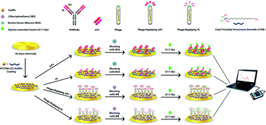 Graphical abstract: Bio-assay of the non-amidated progastrin-derived peptide (G17-Gly) using the tailor-made recombinant antibody fragment and phage display method: a biomedical analysis
