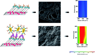 Graphical abstract: A disposable gold-cellulose nanofibril platform for SERS mapping