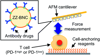 Graphical abstract: Development of a universal method for the measurement of binding affinities of antibody drugs towards a living cell based on AFM force spectroscopy