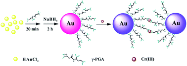 Graphical abstract: Colorimetric detection of Cr3+ ions in aqueous solution using poly(γ-glutamic acid)-stabilized gold nanoparticles