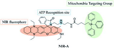 Graphical abstract: Mitochondrial-targeted deep-red fluorescent probe for ATP and its application in living cells and zebrafish