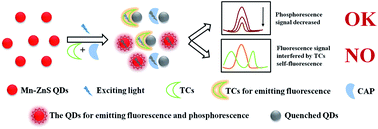 Graphical abstract: New application of Mn-doped ZnS quantum dots: phosphorescent sensor for the rapid screening of chloramphenicol and tetracycline residues