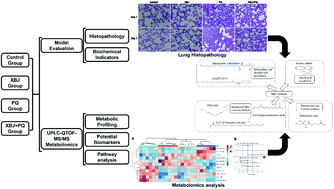 Graphical abstract: Metabolic profiling of rats poisoned with paraquat and treated with Xuebijing using a UPLC-QTOF-MS/MS metabolomics approach