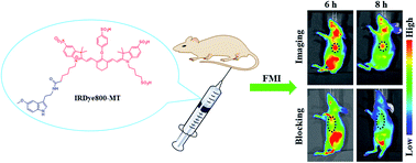 Graphical abstract: Development of a novel melatonin-modified near-infrared fluorescent probe for in vivo hepatocellular carcinoma imaging