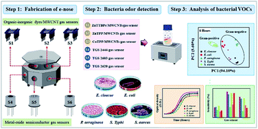 Graphical abstract: A hybrid electronic nose system for discrimination of pathogenic bacterial volatile compounds