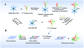 Graphical abstract: Molybdenum disulfide@5-carboxyfluorescein-probe biosensor for unamplified specific fragment detection in long nucleic acids based on magnetic composite probe-actuated deblocking of secondary structure