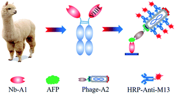 Graphical abstract: Phage-mediated double-nanobody sandwich immunoassay for detecting alpha fetal protein in human serum
