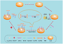 Graphical abstract: An electrochemical aptasensor-based CoxP-decorated porous carbon microspheres and AuNRs labelled methylene blue as signal labels for the sensitive detection of PCB77