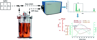 Graphical abstract: Real-time characterization of mammalian cell culture bioprocesses by magnetic sector MS