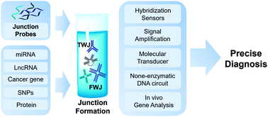 Graphical abstract: Expanding the analytical applications of nucleic acid hybridization using junction probes