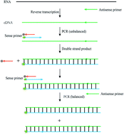 Graphical abstract: Multiplex real-time PCR using double-strand primers and probes for the detection of nucleic acids