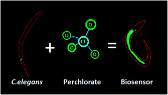 Graphical abstract: Perchlorate detection via an invertebrate biosensor