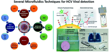 Graphical abstract: Hepatitis C virus (HCV) diagnosis via microfluidics