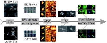 Graphical abstract: Study of NSCLC cell migration promoted by NSCLC-derived extracellular vesicle using atomic force microscopy